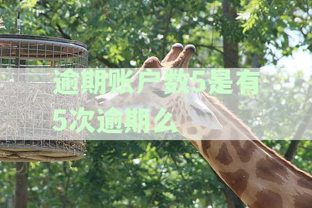 逾期账户数含义解析：全面了解逾期账户的定义、原因及影响