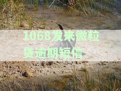 微粒贷逾期收到催收短信：重要内容提醒，怎么解读这份通知？