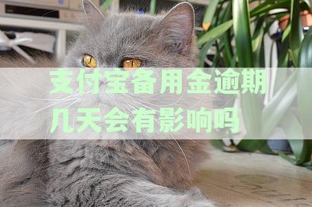 支付宝备用金逾期还款影响及征信记录详细解析