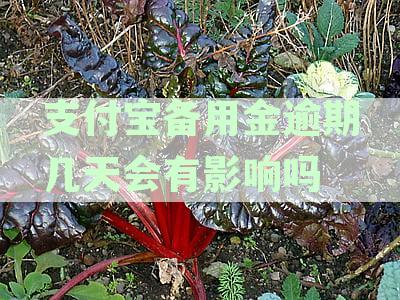 支付宝备用金逾期几天会有影响吗还能用吗，逾期后还款及恢复使用时间说明