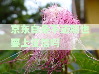 不逾期也要上征信吗怎么办：是否影响个人征信及应对措