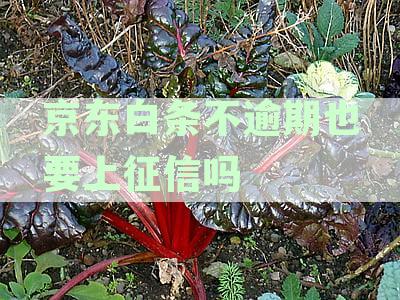 正常使用不逾期，用不用的记录会上征信名单吗？