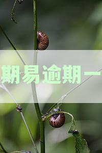 分期易逾期一日还款压力倍增：一次性解决两期欠款及逾期后果答疑