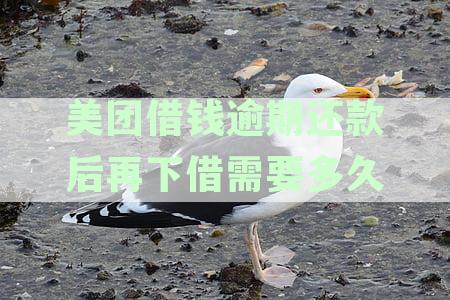 美团借钱逾期还款后恢复借款额度的时间及再次借款全解析