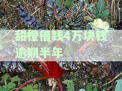 甜橙借款逾期长期不还款会有什么后果，不还借款怎样处理？