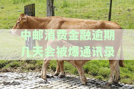 中邮消费金融逾期还款：是否会联系家人及应对逾期催收的全面指南