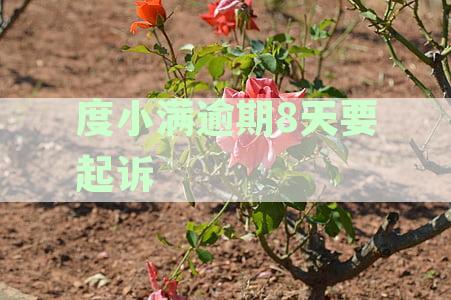 小满逾期还款4天，贷款起诉在即：如何应对逾期借款问题