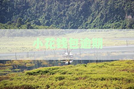 小花钱包逾期遭遇暴力催收应对策略及后期还款责任解析