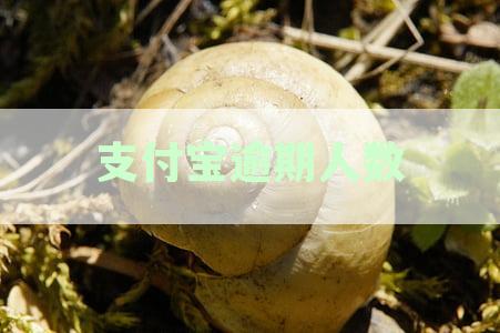 中国支付宝逾期还款人数究竟有多少，逾期支付问题究竟有多严重？