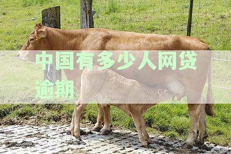 中国欠网贷逾期的有多少人：2021年网贷逾期人数统计