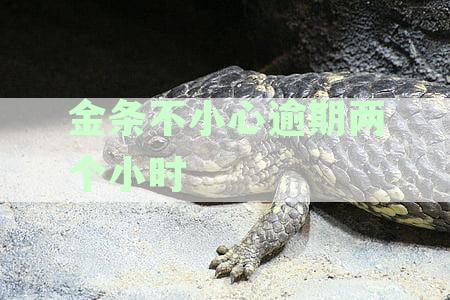 金条不小心逾期两个小时