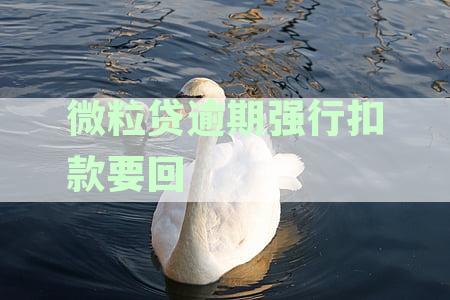 微粒贷逾期后自动扣费金额如何处理及计算，扣款是否从零钱扣除