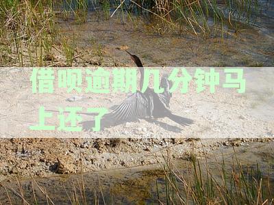借呗逾期几分没事吧：会影响征信吗及可能后果解析