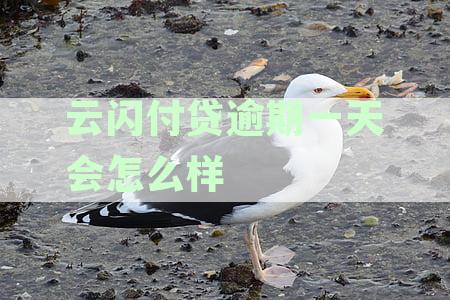 借款逾期一天还款会有什么后果？云闪付贷怎么处理逾期一天的欠款问题