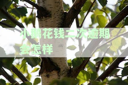 小鹅花钱逾期两次还能用吗，逾期次数影响结清要求与使用权限解析