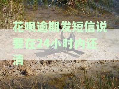 花呗逾期收到短信要求24小时内还款的真正含义及应对策略解析