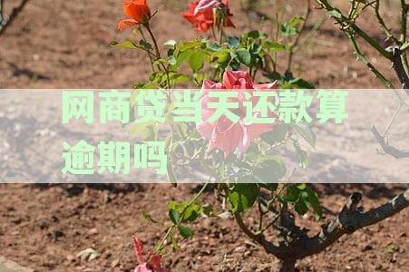 网商贷当天还款算逾期吗