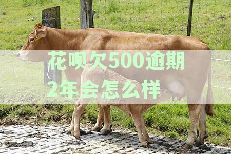 花呗逾期500会上征信吗：逾期500怎么办、如何查询及影响解析