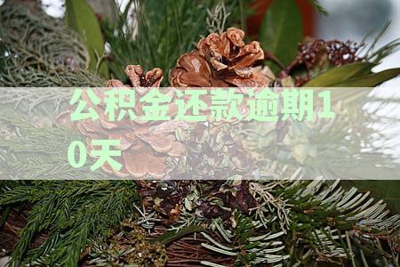 公积金贷款逾期还款处理：10天内逾期影响及解决办法详解