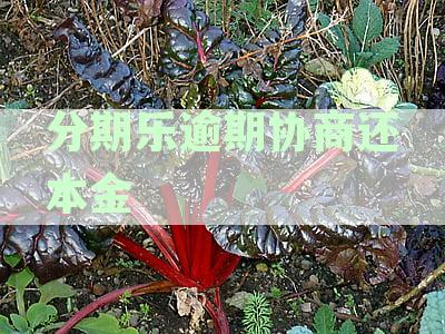 分期乐协商还款本金遭拒应对策略：如何维权、协商与解决还款难题