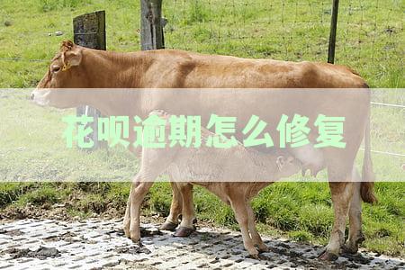花呗逾期怎么修复