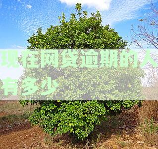 揭秘中国网贷逾期不还现状：人数统计与逾期贷款影响解析