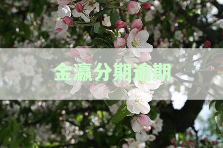 金瀛分期逾期