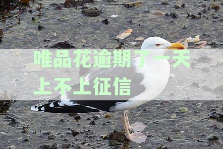 品花逾期两天还款后，能否还能继续借款？最新资讯解析还款逾期对借款影响》