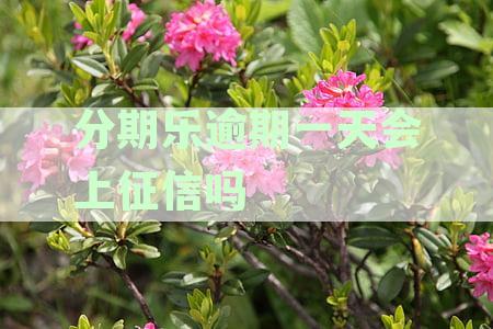 分期乐逾期一天是否会记入征信及对个人信用的影响解析