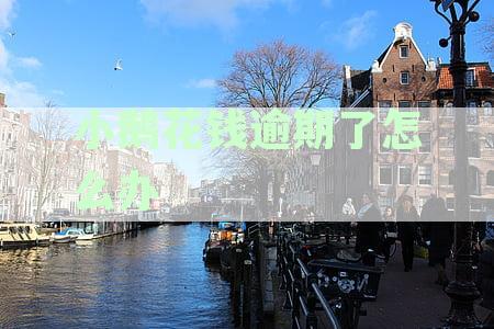 小鹅花钱逾期后果详解：影响、处理方法及预防措全解析
