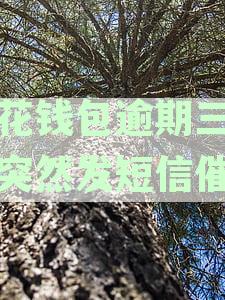 小花钱包逾期三年催收短信真相揭秘：如何辨别真伪与应对策略分析