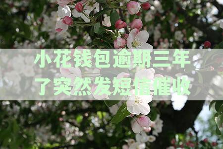 小花钱包逾期两年最近突然发短信催收，怎么办？如何应对催收短信的正确方法