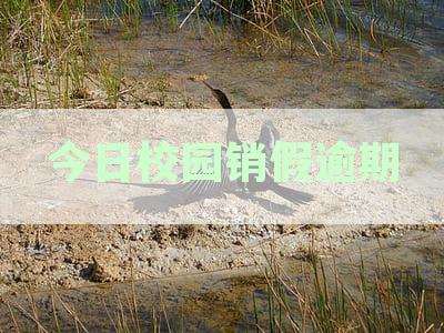 今日：如何应对校园销假逾期，还能怎么销假？
