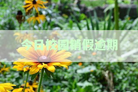 今日校园销假逾期设备更换无法销假的处理方法及通知情况