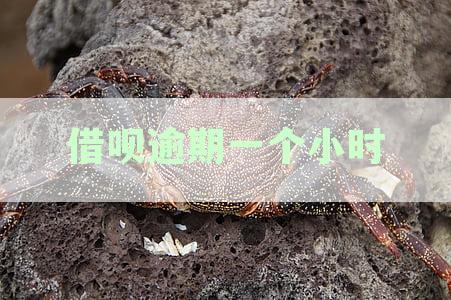 支付宝借呗逾期一个小时，征信时会受何影响？最新资讯解读