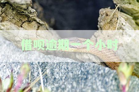 如何通过支付宝解决借呗逾期记录：详细攻略教你怎么申诉消除支付逾期资讯
