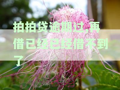 拍拍贷逾期还款后对借款信用的影响及再次借款可能性解析