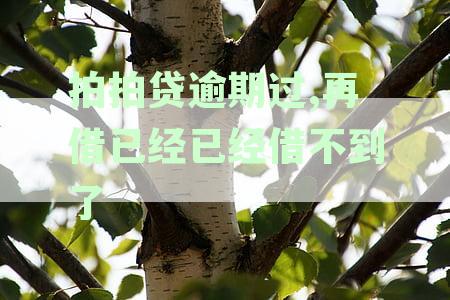 拍拍借款逾期还款后额度出不来怎么办？如何解决额度不出来导致的借款难题？