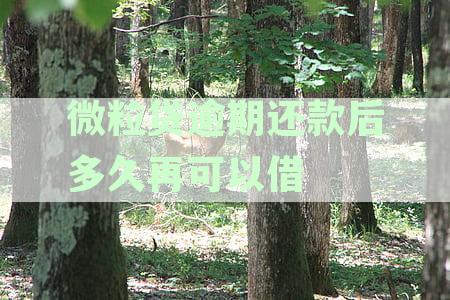 微粒贷逾期几天后还款还清，还能否在几天内再次借出借款？