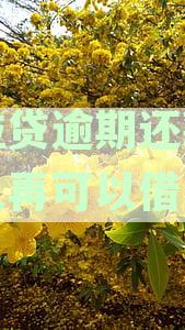 微粒贷逾期还款后多久再可以借