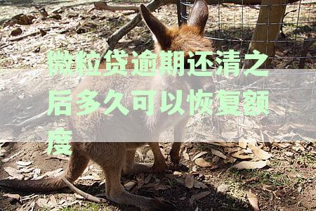 微粒贷逾期还款后额度恢复全解析：逾期多久能重获借款资格及影响因素揭秘