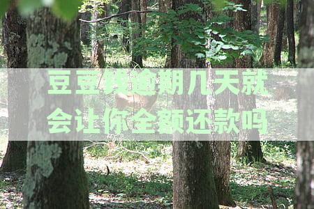 豆豆全额还清逾期贷款后，能否再次成功借款出来？