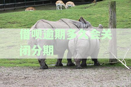 借呗逾期多久会关闭分期服务及其再分期政策解析