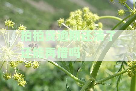 拍拍贷逾期还清了还能再借吗