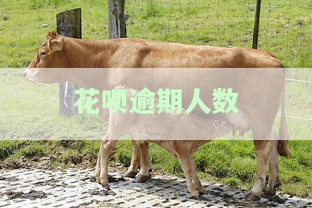 花呗逾期人数查询：官网及一站式查询指南