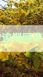 黑户逾期网贷口子屋2023：逾期未还必下款，黑户贷款逾期今日放款攻略