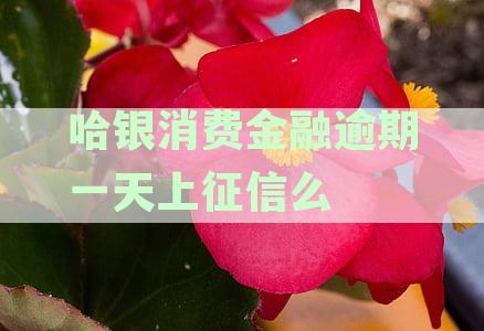 消费金融逾期还款怎么处理？详解协商解决流程与消费逾期怎么办