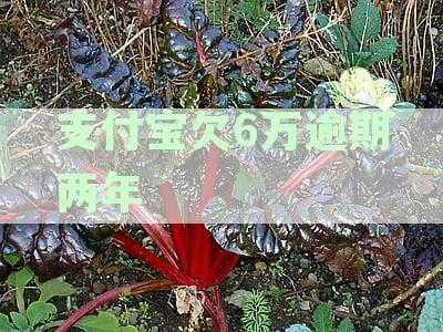 支付宝欠6万逾期两年利息多少：逾期一年利息及两年罚息总额详解