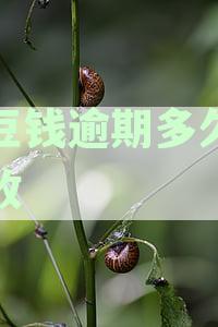 豆豆钱逾期多久会催收