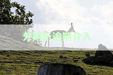 分期乐逾期催收上门全解析：哪些情况下会上门及应对策略